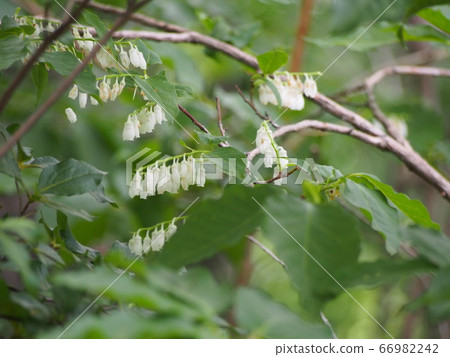 Flower of Nejiki Flower of Neoki 66982242