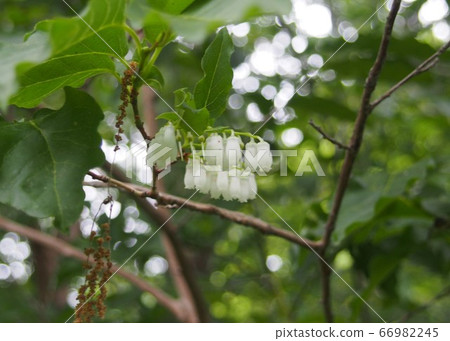 Flower of Nejiki Flower of Neoki 66982245