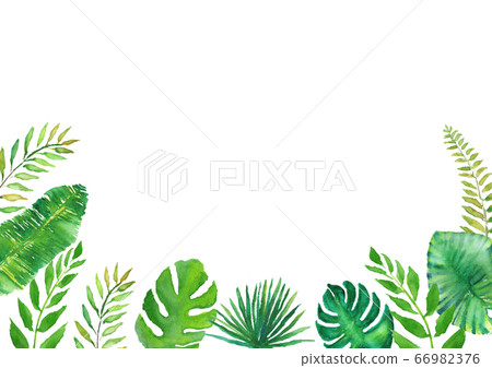 棕櫚葉圖水彩熱帶植物 插圖素材 圖庫