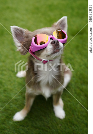 Chihuahua Chihuahua 66982935