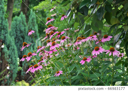 Purple Valencia (Echinacea), which is also used as a herb 66983177