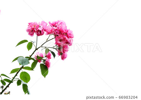 Rose Leonardo Da Vinci Rose Leonardo Da Vinci 66983204