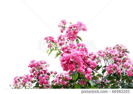 Rose Leonardo Da Vinci Rose Leonardo Da Vinci 66983205