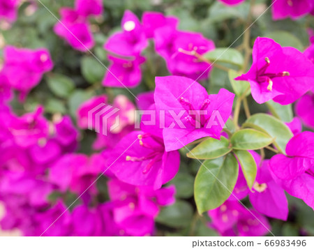 Bougainvillea 66983496