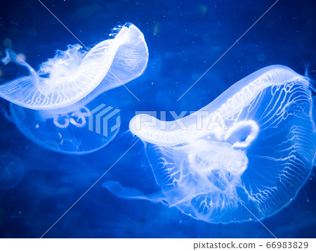 Moon jellyfish 66983829