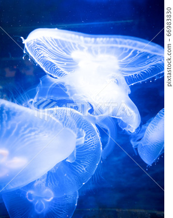 Moon jellyfish 66983830