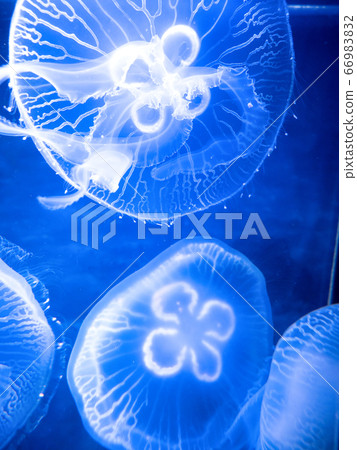 Moon jellyfish 66983832