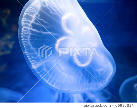 Moon jellyfish 66983834