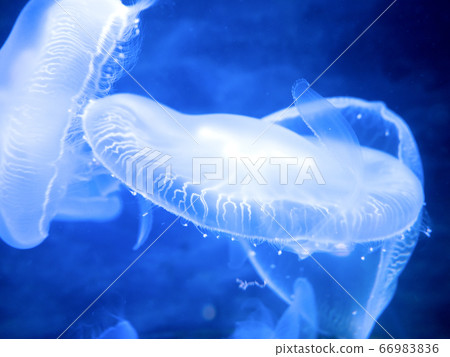 月亮水母 66983836