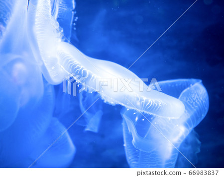 月亮水母 66983837