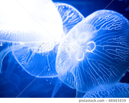 Moon jellyfish 66983839