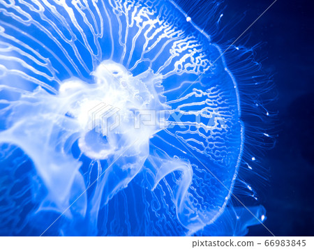 Moon jellyfish 66983845