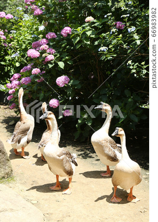 Hydrangea Garden Synagogue 66983982