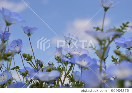 Nemophila /茨城縣 Nemophila /茨城縣 66984276