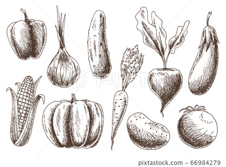 Collection of vegetables. Hand drawnorganic food. Linear graphic of healthy food in vintage style. Vegetarian set. Sketch vector illustration Collection of vegetables. Hand drawnorganic food. Linear graphic of healthy food in vintage style. Vegetarian set. Sketch vector illustration 66984279