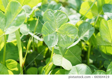Clover  66984419