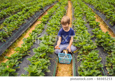 Little toddler boy on organic strawberry farm in summer, picking berries 66985253