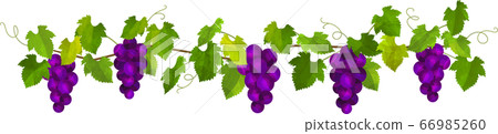 Ripe purple grape illustration, vector 66985260