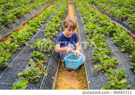 Little toddler boy on organic strawberry farm in summer, picking berries 66985311