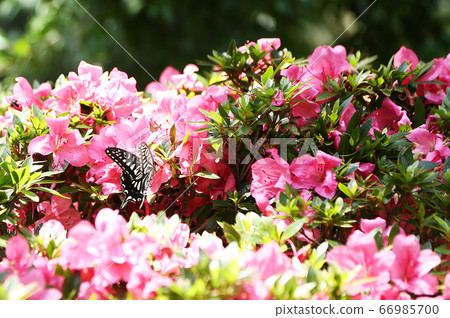 Satsuki Azalea and Swallowtail Butterfly 66985700