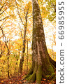 Beech forest yellow leaves 66985955