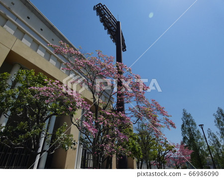 Hot sunshine on the stadium, Tsurumi green space 66986090