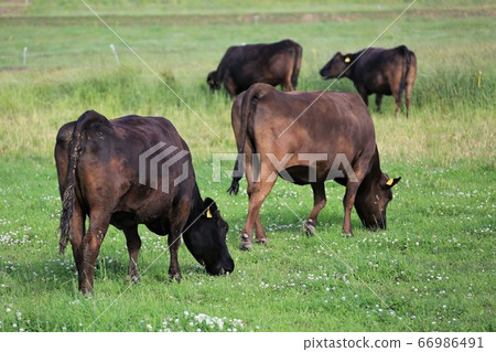 日本牛肉 66986491