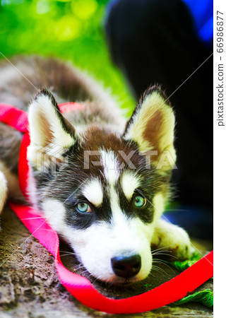 Siberian little Husky breed dog lying on green Siberian little Husky breed dog lying on green 66986877
