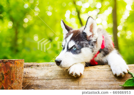 Siberian little Husky breed dog lying on green Siberian little Husky breed dog lying on green 66986953