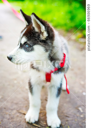 Siberian little Husky breed dog lying on green 66986969