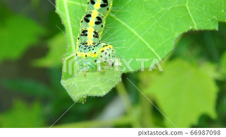 Caterpillar (caterpillar) during meal Caterpillar (caterpillar) during meal 66987098