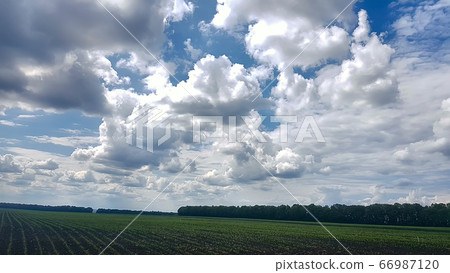 Young wheat seedlings were grown in soil. 66987120