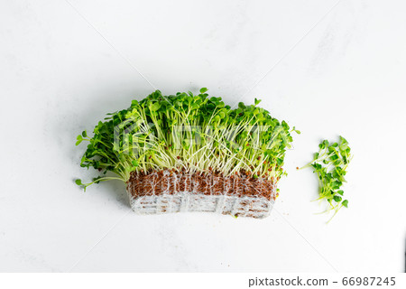 Organic natural microgreen with roots on a light 66987245