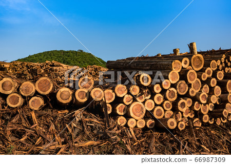 林業採伐場堆場 林業採伐場堆場 66987309