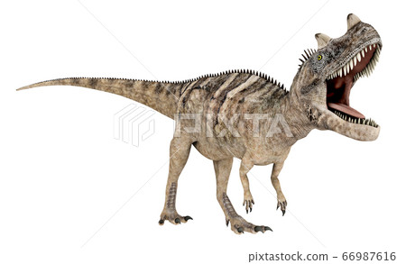 Dinosaur Ceratosaurus isolated on white background Dinosaur Ceratosaurus isolated on white background 66987616