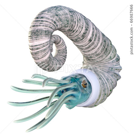 Oso Ammonoids Audouliceras isolated on white background 66987666