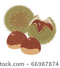 Cute chestnut 66987874