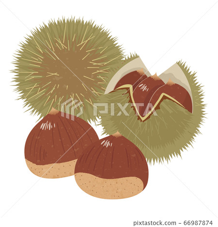 Cute chestnut 66987874