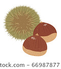 Cute chestnut 66987877