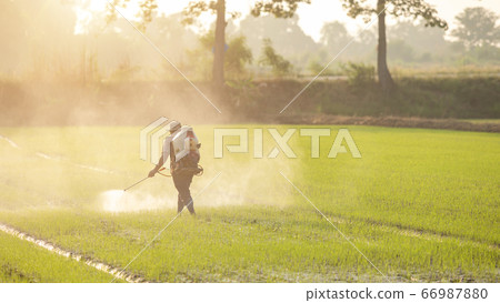 Asian farmer with machine and spraying chemical or 66987880