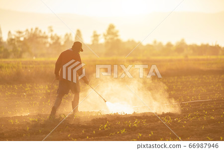Asian farmer working in the field and spraying Asian farmer working in the field and spraying 66987946