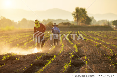 Asian farmer working in the field and spraying Asian farmer working in the field and spraying 66987947