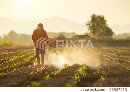 Asian farmer working in the field and spraying Asian farmer working in the field and spraying 66987950