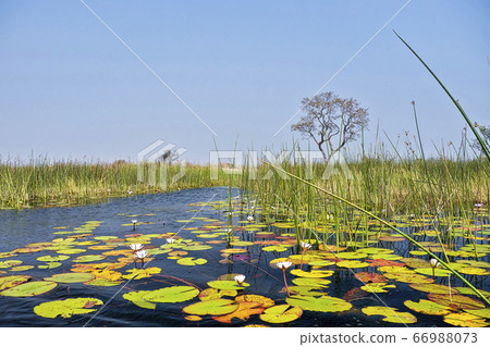 Water Lilies, Wetlands Landscape, Okavango Delta, Botswana Water Lilies, Wetlands Landscape, Okavango Delta, Botswana 66988073