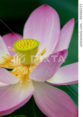 Ohga Hasui Ohga Hasui 66988233