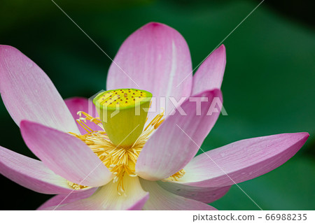 Oga Hasui Oga Hasui 66988235