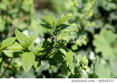 Noriyutsugi Limelight fresh green 66988237