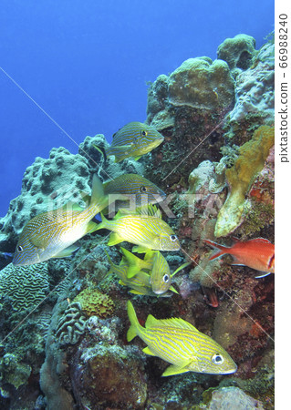 Coral Reef, Caribbean Sea, Cuba Coral Reef, Caribbean Sea, Cuba 66988240
