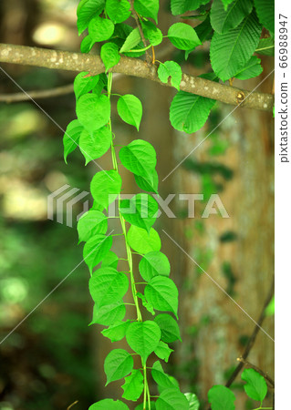 Rainy season, June, forest bathing image and water drops 66988947