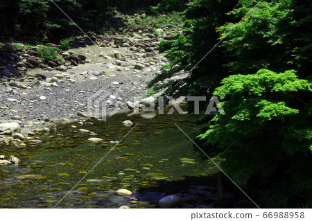 滋賀縣東近江市，本源寺風景，自然，綠色和神崎河[6月] 66988958